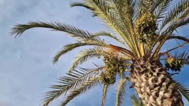 Gökyüzüne karşı yeşil palmiye yaprakları, aşağıdan yukarıya doğru görüş. Doğa geçmişi. Avuç içi yaprakları. Palmiye ağaçları