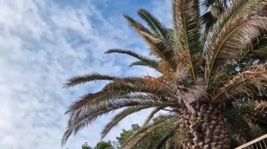 Gökyüzüne karşı yeşil palmiye yaprakları, aşağıdan yukarıya doğru görüş. Doğa geçmişi. Avuç içi yaprakları. Palmiye ağaçları