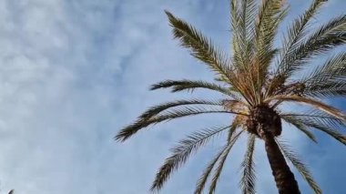 Gökyüzüne karşı yeşil palmiye yaprakları, aşağıdan yukarıya doğru görüş. Doğa geçmişi. Avuç içi yaprakları. Palmiye ağaçları