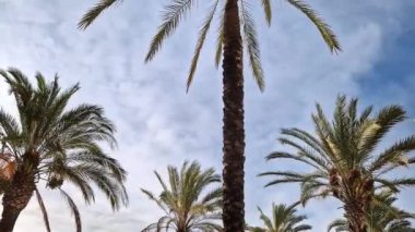 Gökyüzüne karşı yeşil palmiye yaprakları, aşağıdan yukarıya doğru görüş. Doğa geçmişi. Avuç içi yaprakları. Palmiye ağaçları