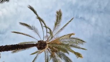 Gökyüzüne karşı yeşil palmiye yaprakları, aşağıdan yukarıya doğru görüş. Doğa geçmişi. Avuç içi yaprakları. Palmiye ağaçları