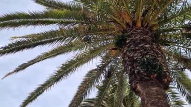 Gökyüzüne karşı yeşil palmiye yaprakları, aşağıdan yukarıya doğru görüş. Doğa geçmişi. Avuç içi yaprakları. Palmiye ağaçları