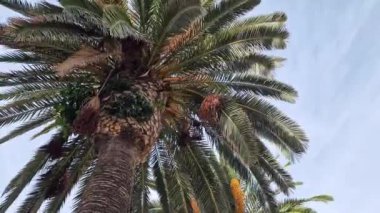 Gökyüzüne karşı yeşil palmiye yaprakları, aşağıdan yukarıya doğru görüş. Doğa geçmişi. Avuç içi yaprakları. Palmiye ağaçları