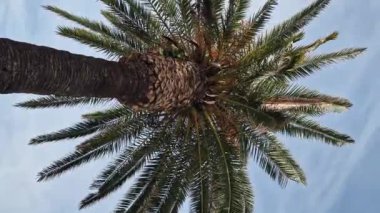 Gökyüzüne karşı yeşil palmiye yaprakları, aşağıdan yukarıya doğru görüş. Doğa geçmişi. Avuç içi yaprakları. Palmiye ağaçları