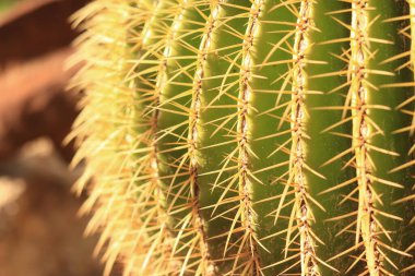 Kaktüs dikenleri yakın plan, seçici odaklanma. Yeşil kaktüs, bitki, doğal arka plan. Keskin dikenler