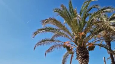 Gökyüzüne karşı yeşil palmiye yaprakları, aşağıdan yukarıya doğru görüş. Doğa geçmişi. Avuç içi yaprakları. Palmiye ağaçları