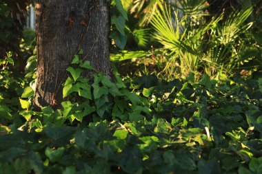 Sarmaşık, hurma dalında, doğal arka planda. Ağaç gövdesine tırmanma bitkisi. Doğal yeşil yapraklar, ağaç kabuğuna tırmanma bitkisi. Ağaç gövdesi boyunca tırmanan sarmaşık yapraklarıyla doğal bir arka plan.