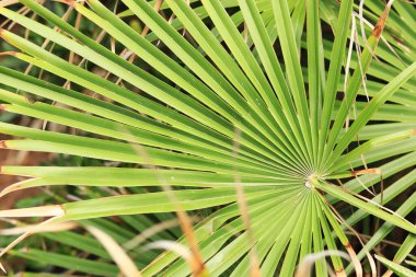 Chamaerops palmiyesinin taze yeşil yaprağı, yakın plan. Doğa geçmişi. Bitki. Yaz bitkilerine yakın doğal duvar kâğıdı. Avrupalı hayran palmiyesinin yakın plan yeşilliği ayrıntıları