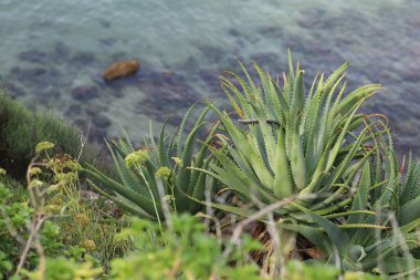 Aloe ve deniz manzaralı kıyı manzarası. Doğal arka plan. Doğal ortamda yetişen bitki deniz altyapısına karşı.
