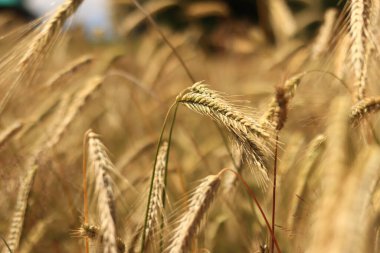 Olgunlaşan çavdar tarlasının arka planında. Doğanın yakın çekimi. Hasat konsepti. Tarım ürünleri tarlası. Çavdar tarlasının kulakları yakın plan.