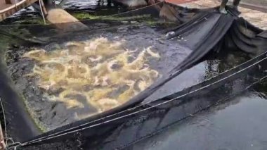 Havyar üretimi için havuzlarda mersin balığı yetiştiriyorum. Balık çiftliği için havuzlar. Sturgeon Çiftliği. Balık çiftliği. Yapay havuzda mersin balığı yetiştiriyor. Suyun içindeki ağlar