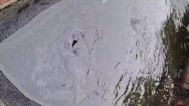 Havyar üretimi için havuzlarda mersin balığı yetiştiriyorum. Balık çiftliği için havuzlar. Sturgeon Çiftliği. Balık çiftliği. Yapay havuzda mersin balığı yetiştiriyor. Suyun içindeki ağlar