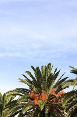 Gökyüzüne karşı yeşil palmiye yaprakları, aşağıdan yukarıya doğru görüş. Doğa geçmişi. Palmiye yaprakları arkaplan, duvar kağıdı