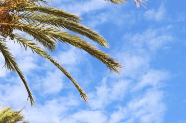 Gökyüzüne karşı yeşil palmiye yaprakları, aşağıdan yukarıya doğru görüş. Doğa geçmişi. Palmiye yaprakları arkaplan, duvar kağıdı