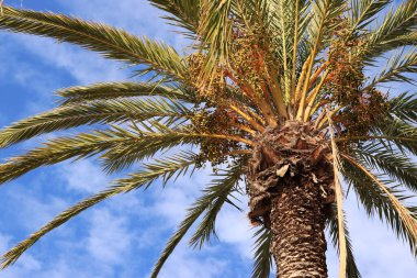 Gökyüzüne karşı yeşil palmiye yaprakları, aşağıdan yukarıya doğru görüş. Doğa geçmişi. Palmiye yaprakları arkaplan, duvar kağıdı