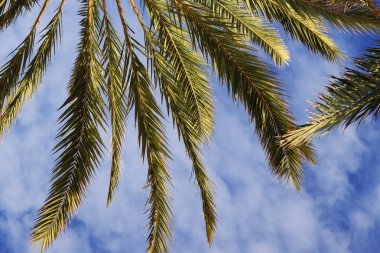 Gökyüzüne karşı yeşil palmiye yaprakları, aşağıdan yukarıya doğru görüş. Doğa geçmişi. Palmiye yaprakları arkaplan, duvar kağıdı