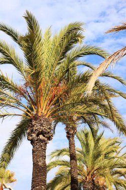Gökyüzüne karşı yeşil palmiye yaprakları, aşağıdan yukarıya doğru görüş. Doğa geçmişi. Palmiye yaprakları arkaplan, duvar kağıdı