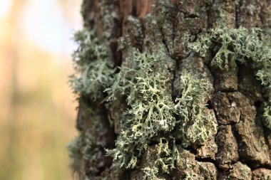 Oak trunk covered with lichen. Cracked oak bark close-up and lichen. Drying of the tree. Damaged bark on the tree trunk, details. Oak moss (Evernia prunastri) clipart