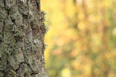 Yosun kaplı meşe sandık. Çatlak meşe kabuğu, yakın plan ve liken. Ağacın kuruması. Ağaç gövdesinde hasar var, detaylar. Meşe yosunu (Evernia prunastri)