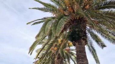 Güzel mavi gökyüzüne karşı palmiye ağacının alt manzarası. Mavi gökyüzüne karşı yeşil palmiye ağacı. Doğa geçmişi. Tropik ağaçlar. Gökyüzüne karşı palmiye ağacı manzarası. İspanya, Salou. Tatil ve tatil beldesi kavramı