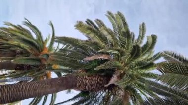 Güzel mavi gökyüzüne karşı palmiye ağacının alt manzarası. Mavi gökyüzüne karşı yeşil palmiye ağacı. Doğa geçmişi. Tropik ağaçlar. Gökyüzüne karşı palmiye ağacı manzarası. İspanya, Salou. Tatil ve tatil beldesi kavramı
