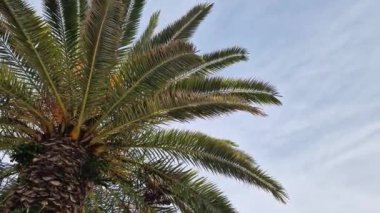 Güzel mavi gökyüzüne karşı palmiye ağacının alt manzarası. Mavi gökyüzüne karşı yeşil palmiye ağacı. Doğa geçmişi. Tropik ağaçlar. Gökyüzüne karşı palmiye ağacı manzarası. İspanya, Salou. Tatil ve tatil beldesi kavramı