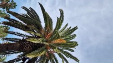 Güzel mavi gökyüzüne karşı palmiye ağacının alt manzarası. Mavi gökyüzüne karşı yeşil palmiye ağacı. Doğa geçmişi. Tropik ağaçlar. Gökyüzüne karşı palmiye ağacı manzarası. İspanya, Salou. Tatil ve tatil beldesi kavramı