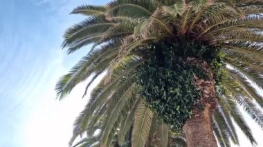 Güzel mavi gökyüzüne karşı palmiye ağacının alt manzarası. Mavi gökyüzüne karşı yeşil palmiye ağacı. Doğa geçmişi. Tropik ağaçlar. Gökyüzüne karşı palmiye ağacı manzarası. İspanya, Salou. Tatil ve tatil beldesi kavramı