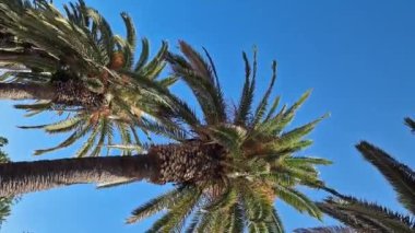 Güzel mavi gökyüzüne karşı palmiye ağacının alt manzarası. Mavi gökyüzüne karşı yeşil palmiye ağacı. Doğa geçmişi. Tropik ağaçlar. Gökyüzüne karşı palmiye ağacı manzarası. İspanya, Salou. Tatil ve tatil beldesi kavramı