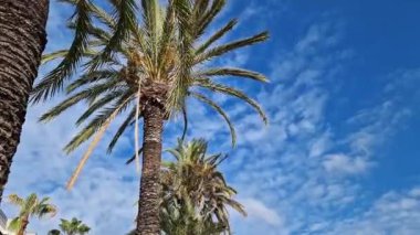 Güzel mavi gökyüzüne karşı palmiye ağacının alt manzarası. Mavi gökyüzüne karşı yeşil palmiye ağacı. Doğa geçmişi. Tropik ağaçlar. Gökyüzüne karşı palmiye ağacı manzarası. İspanya, Salou. Tatil ve tatil beldesi kavramı