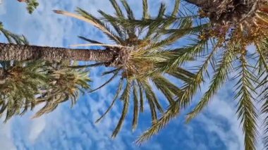 Güzel mavi gökyüzüne karşı palmiye ağacının alt manzarası. Mavi gökyüzüne karşı yeşil palmiye ağacı. Doğa geçmişi. Tropik ağaçlar. Gökyüzüne karşı palmiye ağacı manzarası. İspanya, Salou. Tatil ve tatil beldesi kavramı