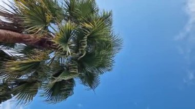 Güzel mavi gökyüzüne karşı palmiye ağacının alt manzarası. Mavi gökyüzüne karşı yeşil palmiye ağacı. Doğa geçmişi. Tropik ağaçlar. Gökyüzüne karşı palmiye ağacı manzarası. İspanya, Salou. Tatil ve tatil beldesi kavramı