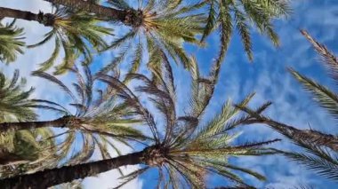 Güzel mavi gökyüzüne karşı palmiye ağacının alt manzarası. Mavi gökyüzüne karşı yeşil palmiye ağacı. Doğa geçmişi. Tropik ağaçlar. Gökyüzüne karşı palmiye ağacı manzarası. İspanya, Salou. Tatil ve tatil beldesi kavramı