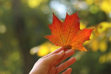 Bir kızın elinde kırmızı akçaağaç yaprağı, yakın plan. Sonbahar yaprakları. Bir kadının eli, parkın ya da ormanın bulanık arka planında güzel, parlak bir sonbahar yaprağını tutar. Sonbahar renkleri, doğa. Sonbahar yaprakları