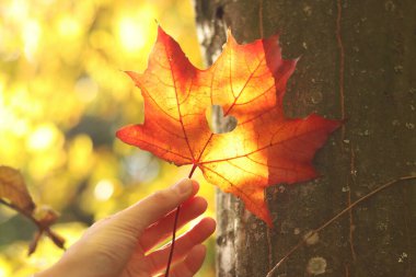 Kalp şeklinde bir deliği olan kırmızı akçaağaç yaprağı, yakın plan. Sonbahar yaprakları. Bulanık doğal bir arka planda güzel, parlak bir sonbahar yaprağını tutan kadın eli. Sonbahar renkleri, doğa. Sonbahar yaprakları