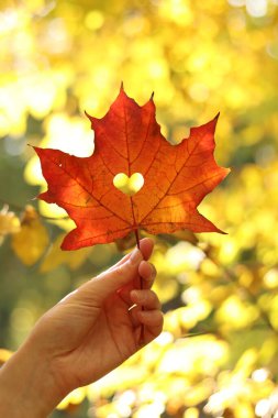 Kalp şeklinde bir deliği olan kırmızı akçaağaç yaprağı, yakın plan. Sonbahar yaprakları. Bulanık doğal bir arka planda güzel, parlak bir sonbahar yaprağını tutan kadın eli. Sonbahar renkleri, doğa. Sonbahar yaprakları
