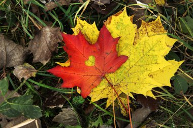 Kalp şeklinde bir deliği olan kırmızı akçaağaç yaprağı, yakın plan. Sonbahar yaprakları, üst manzara. Çimlerin üzerinde güzel, parlak sonbahar yaprakları. Sonbahar renkleri, doğa. Sonbahar yaprakları