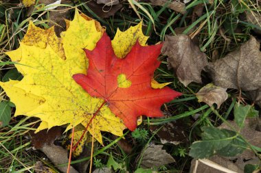 Kalp şeklinde bir deliği olan kırmızı akçaağaç yaprağı, yakın plan. Sonbahar yaprakları, üst manzara. Çimlerin üzerinde güzel, parlak sonbahar yaprakları. Sonbahar renkleri, doğa. Sonbahar yaprakları