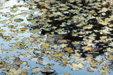 Suyun yüzeyinde düşen sonbahar yaprakları. Gölün yüzeyinde yapraklar var. Sonbahar fotoğrafı, gölette sarı yapraklar. Sonbahar yaprakları suyun üzerinde yüzüyor. Doğal manzara.