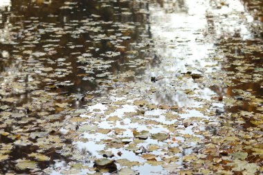 Suyun yüzeyinde düşen sonbahar yaprakları. Gölün yüzeyinde yapraklar var. Sonbahar fotoğrafı, gölette sarı yapraklar. Sonbahar yaprakları suyun üzerinde yüzüyor. Doğal manzara.