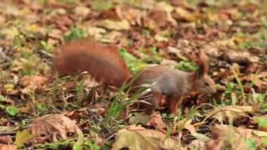 Pençelerinde fındık olan sincap sonbahar manzarasının arka planında. Vahşi yaşam. Sonbahar yapraklarının arasındaki sincap, küçük kemirgen. Sincap sonbahar mevsiminde oturur ve bir ceviz tutar.