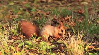 Pençelerinde fındık olan sincap sonbahar manzarasının arka planında. Vahşi yaşam. Sonbahar yapraklarının arasındaki sincap, küçük kemirgen. Sincap sonbahar mevsiminde oturur ve bir ceviz tutar.