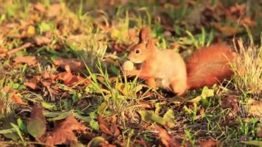 Pençelerinde fındık olan sincap sonbahar manzarasının arka planında. Vahşi yaşam. Sonbahar yapraklarının arasındaki sincap, küçük kemirgen. Sincap sonbahar mevsiminde oturur ve bir ceviz tutar.