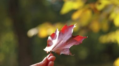 Bir kızın elinde kırmızı akçaağaç yaprağı, yakın plan. Sonbahar yaprakları. Bir kadının eli, parkın ya da ormanın bulanık arka planında güzel, parlak bir sonbahar yaprağını tutar. Sonbahar renkleri, doğa. Sonbahar yaprakları