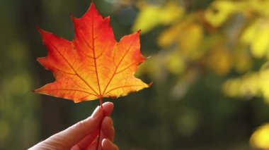 Bir kızın elinde kırmızı akçaağaç yaprağı, yakın plan. Sonbahar yaprakları. Bir kadının eli, parkın ya da ormanın bulanık arka planında güzel, parlak bir sonbahar yaprağını tutar. Sonbahar renkleri, doğa. Sonbahar yaprakları