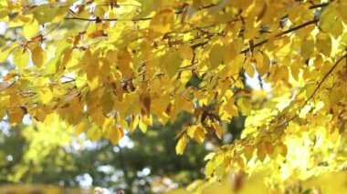 Ağaç dallarında sonbahar sarısı yapraklar, seçici bir odak noktası. Sonbahar manzarası, doğa. Sonbaharda yaprakların sarı ve turuncu parlak arkaplanı