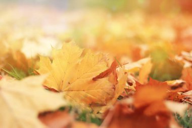 Sonbahar yaprağı yakın plan, seçici odaklanma. Çimenlerin üzerinde düşen sonbahar yaprakları, güneş parıldayan sarı akçaağaç yaprağı. Doğa geçmişi. Yere düşen sarı yapraklar. Sonbahar arkaplanı