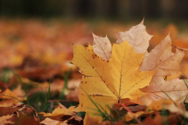 Sonbahar yaprağı yakın plan, seçici odaklanma. Çimenlerin üzerinde düşen sonbahar yaprakları, sarı akçaağaç yaprağı. Doğa geçmişi. Yere düşen sarı yapraklar. Sonbahar arkaplanı