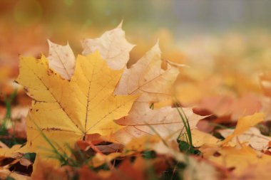 Sonbahar yaprağı yakın plan, seçici odaklanma. Çimenlerin üzerinde düşen sonbahar yaprakları, güneş parıldayan sarı akçaağaç yaprağı. Doğa geçmişi. Yere düşen sarı yapraklar. Sonbahar arkaplanı