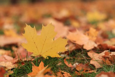 Sonbahar yaprağı yakın plan, seçici odaklanma. Çimenlerin üzerinde düşen sonbahar yaprakları, sarı akçaağaç yaprağı. Doğa geçmişi. Yere düşen sarı yapraklar. Sonbahar arkaplanı